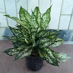 Aglaonema_ALN_1