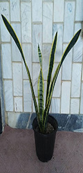 Sansevieria_SSR_1