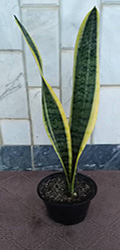 Sansevieria_SSR_2