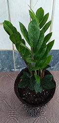 Zamiifolia_ZFL_1